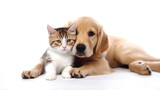 Fototapeta Zwierzęta - A cute dog sleeps beside a lovely cat. Pets have a strong friendship with each other.
