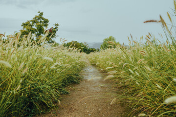 Wall Mural - path in the dunes