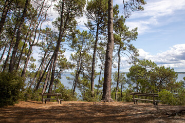 Wall Mural - wooden bench on Lake forest wild natural hill view on lake of Carcans Maubuisson in Gironde France