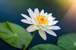 beautiful lotus flower is complimented by the rich