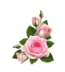 Wall Mural - pink rose flowers in a corner floral arrangement isolated on white or transparent background