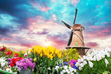 Traditional Netherlands Holland Dutch Scenery With One Typical Windmill And Tulips, Netherlands Countryside. High Quality Photo
