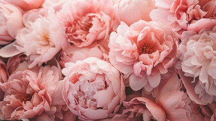 Wall Mural - Coral peony flowers background close up.