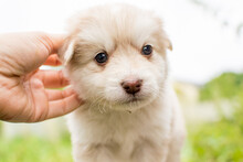 Beautiful Fluffy Little Puppy, Cute Cub, Small Dog, Doggy, White Fluffy Puppy