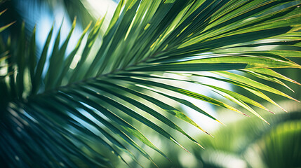 Palm Leaves Background