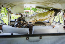 Tree Growing The Interior Of A Rotten Classic Car Abandoned In Nature