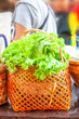 Fresh green cos lettuce leaves in wicker basket at local farmers market