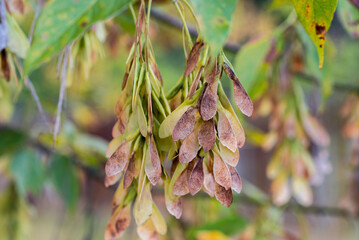 Wall Mural - Acer negundo, box elder seeds closeup selective focus