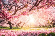 Pink Cherry Blossom Tree With Blue Sky Beautiful Nature Scene With Blooming Tree And Sun Flare. Easter Sunny Day. Spring Flowers. 