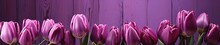 Purple Tulips Flowers