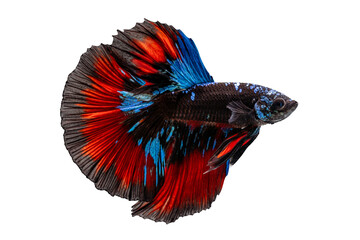 Wall Mural - halfmoon tail Betta spreading fins with white isolation background rolling with white isolation background