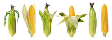 Set Of Peeled And Unpeeled Corn Cobs On A White Background. Corn