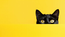 Portrait Of A Black Cat On A Yellow Background, Concept For Black Friday