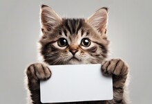 Funny Little Kitten Holds In Its Paws Banner For Your Advertising On Light Background, Cute Cat
