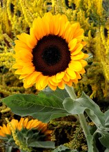Pretty Big Flowers Of Sunflower Close Up
