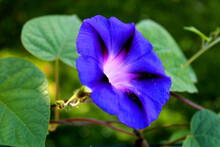 Closeup Of Blooming Purple Morning Glory