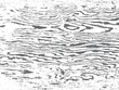 black and white background grunge safari pattern vector Format 