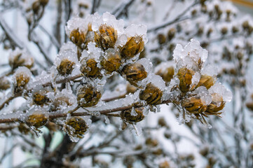 Icy plants after rain and sudden cold snap. Ice on the leaves of plants. Changeable weather. Frozen grass. Frosty weather in winter. Frozen rainwater.