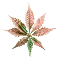 Wall Mural - Green cannabis leaf isolated on a transparent background symbolic of medical marijuana