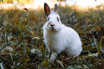 Wall Mural - Cute little rabbit on grass with natural bokeh as background during autumn. Young adorable bunny playing in garden. Lovrely pet at park.