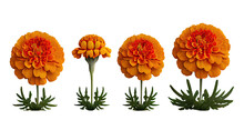 Marigold, Tagetes, Bright Annual Flower For Garden Borders And Pest Control, 3d Render, Transparent Background, Png Cutout