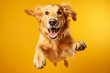 Happy Golden Retriever dog jumping on yellow background