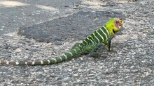 Close-up Of A Peaceful Green Lizard On The Road