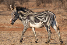 Grévy's Zebra, Imperial Zebra - Equus Grevyi Largest Equid Walking On Ground At Brown Background. Photo From Samburu National Reserve In Kenya.