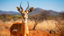 Impala Antelope In The Savannah Of South Africa. Aepyceros