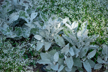 Canvas Print - Senecio cineraria or dusty miller plants and small tiny white flowers growing in a garden bed at the park under mottled sunlight