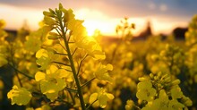 Close Up Of Rapeseed Blossom At Sunset In Field In Late Spring Time