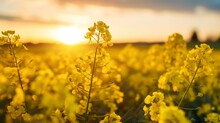 Close up of rapeseed blossom at sunset in field in late spring time