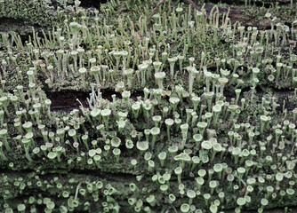 pixie cup lichen scient. name Cladonia asahinae