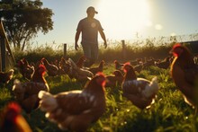 Sustainable farming: farmer cares for free-range chickens in an eco-friendly, agricultural.