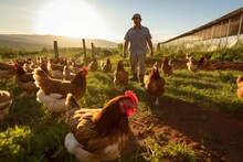 Farmer Nurtures Free-range Chickens In A Sustainable, Nature-friendly Farming Environment.