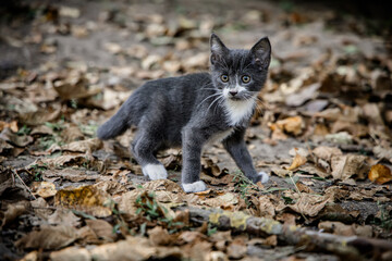 Wall Mural - Funny gray kitten of 2 months of age running through dry autumn foliage