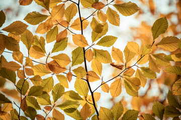 Sticker - Vintage autumn leaves, idyllic fall leaves foliage panorama in sunshine, close-up of autumn nature scene. Majestic nature. Pastel colors october landscape wallpaper peaceful sunset natural forest