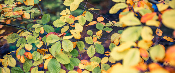 Wall Mural - Majestic nature. Colorful autumn leaves, golden idyllic fall leaves foliage panorama in sunshine, close-up of autumn nature scene. Dream october landscape wallpaper peaceful sunset natural forest