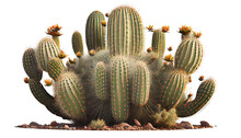 Saguaro Cactus, Carnegiea Gigantea, Iconic Desert Plant Of The Southwest. 3d Render, Cutout