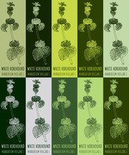 Set Of Vector Drawing Of WHITE HOREHOUND In Various Colors. Hand Drawn Illustration. Latin Name MARRUBIUM VULGARE L.