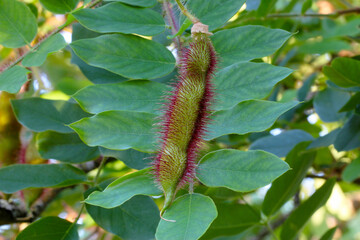 Canvas Print - Bristly Locust Bean Pod 05