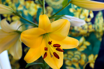 Canvas Print - Yellow Easter Lily Opens 11