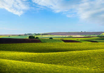 Wall Mural - Spring evening view with rapeseed yellow blooming fields in sunlight with cloud shadows. Natural seasonal, good weather, climate, eco, farming, countryside beauty concept.