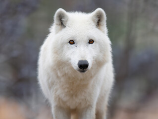 Wall Mural - portrait polar wolf on a blurred background