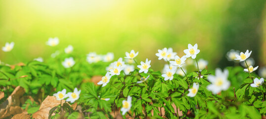 Wall Mural - Spring landscape, banner, panorama - view of the anemone nemorosa  with selective focus in the spring forest in the rays of the sun. Horizontal background with copy space for text