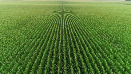 Wall Mural - Corn field drone