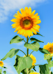 sunflower on blue sky