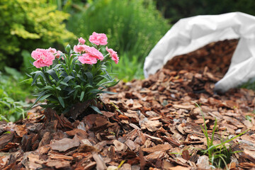 Wall Mural - Beautiful flowers mulched with bark chips in garden. Space for text