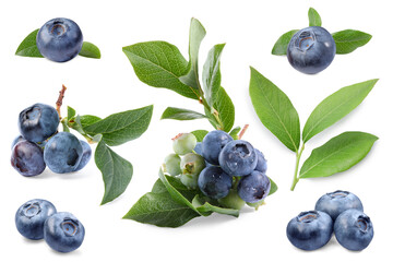 Wall Mural - Set with fresh ripe blueberries and green leaves isolated in white