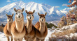Group of guanacos looking at the camera in the middle of a snowy passage.